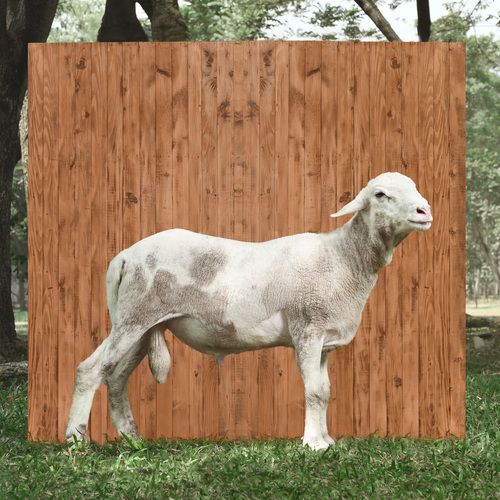 Pilihan hewan Qurbanplus: domba Diamond Garut