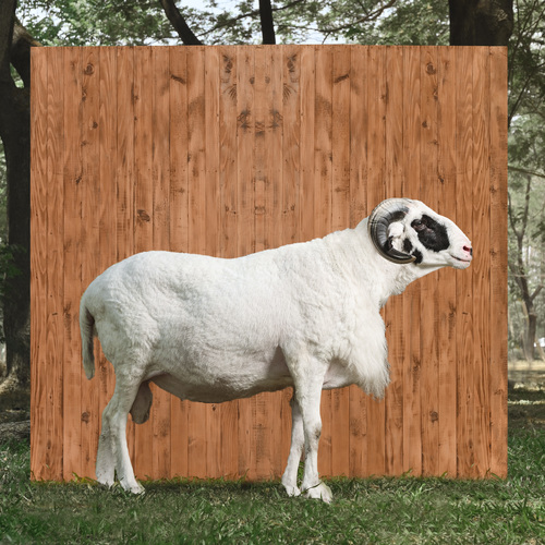 Pilihan hewan Qurbanplus: domba Diamond Garut